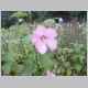 /flowers/flower2.JPG